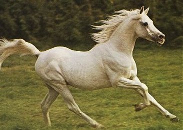 StraightEgyptians.com - Arabische Pferde Online - Arabian Horses Online